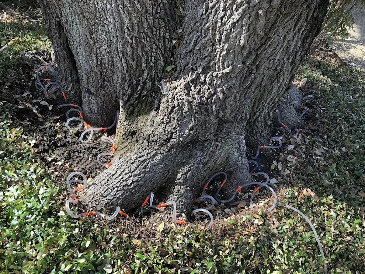 Detailed Tree Cabling and Bracing job site in Center Tuftonboro