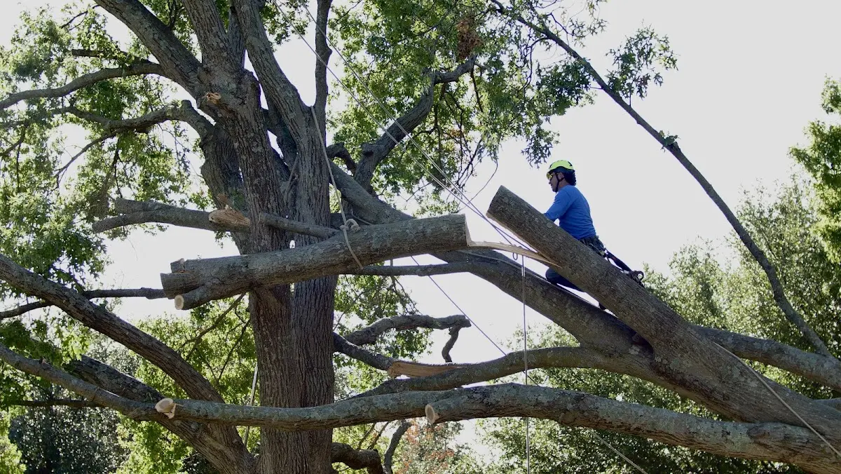 Professional Crown Thinning performed by certified arborists in Center Tuftonboro