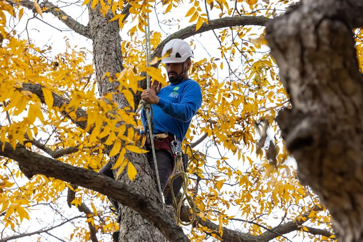 Skilled Tree Planing crew working in Center Tuftonboro