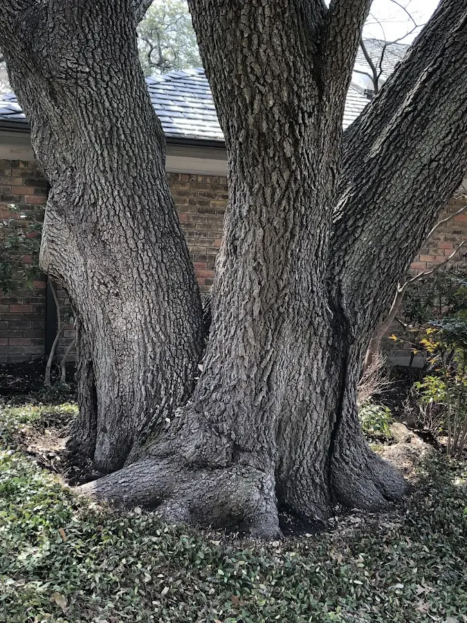 Mature heritage tree close to a Center Tuftonboro property cared for by certified arborists